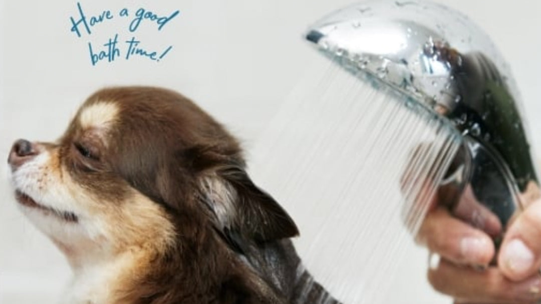 Bathe Pets with ReFa FINE BUBBLE S